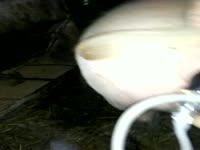 Gay beastiality using a vibrator on a dog